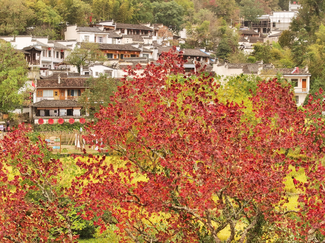 塔川秋色已上线！乌桕+民宿，等你来打卡~ | 皖美秋日