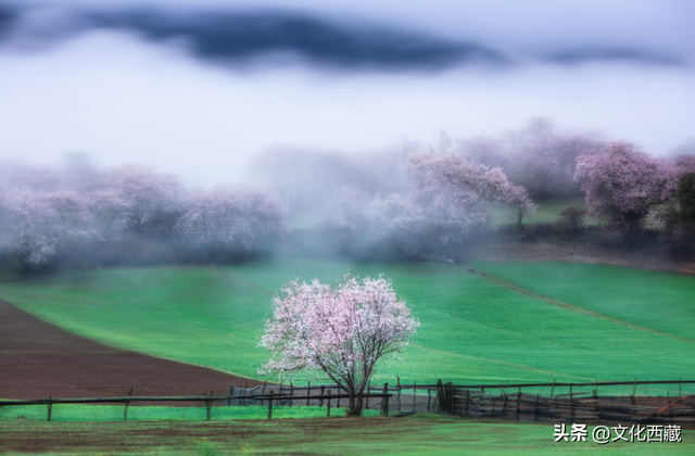 西藏这个地方，即将火爆！真正定义了什么是顶级春色！