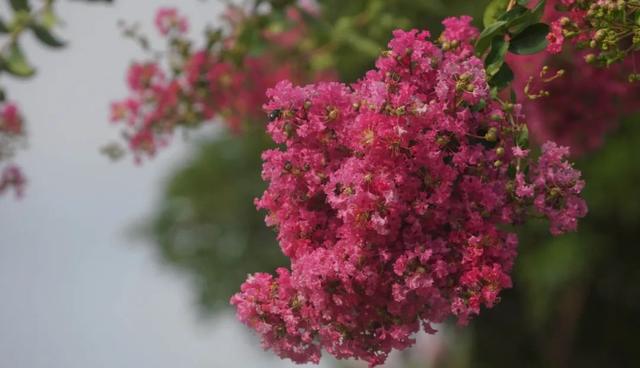 一封来自千岛湖的夏日情书，署名：紫薇花园