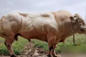 牛每天都是光吃草，就能长出一身的肌肉！为什么人类却不行？图片