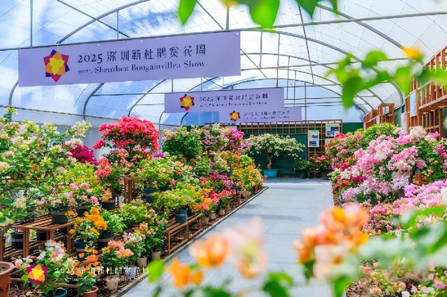 深圳人别卷了！周末免费遛娃、赏花、拍照打卡攻略全打包，速领！