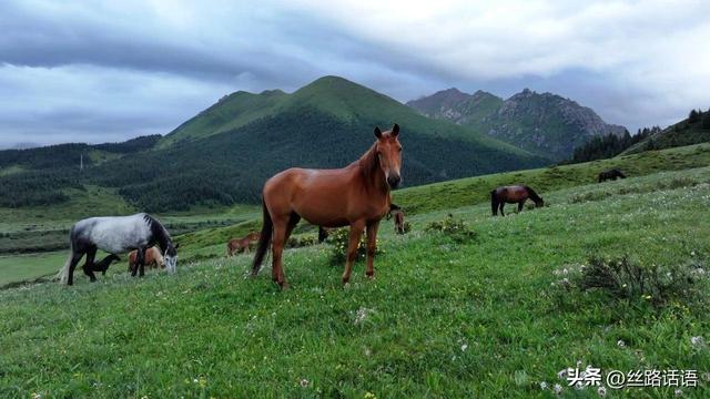 图集丨山丹湿地：生态画卷展绿意 飞鸟清波映蓝天