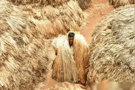 我国早就淘汰，在南亚却养活近千万人，本地人：这是“黄金纤维”图片