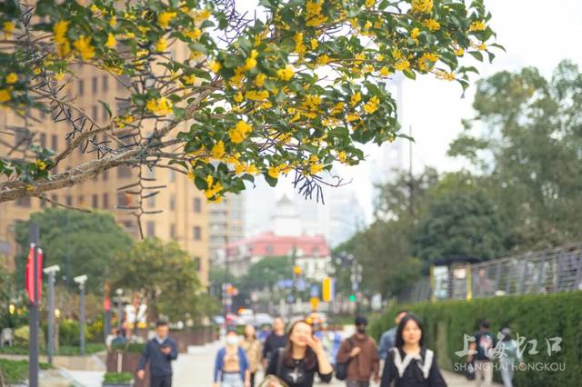 满城甜香，速赏桂花！莫要错过这迟来的秋日芬芳