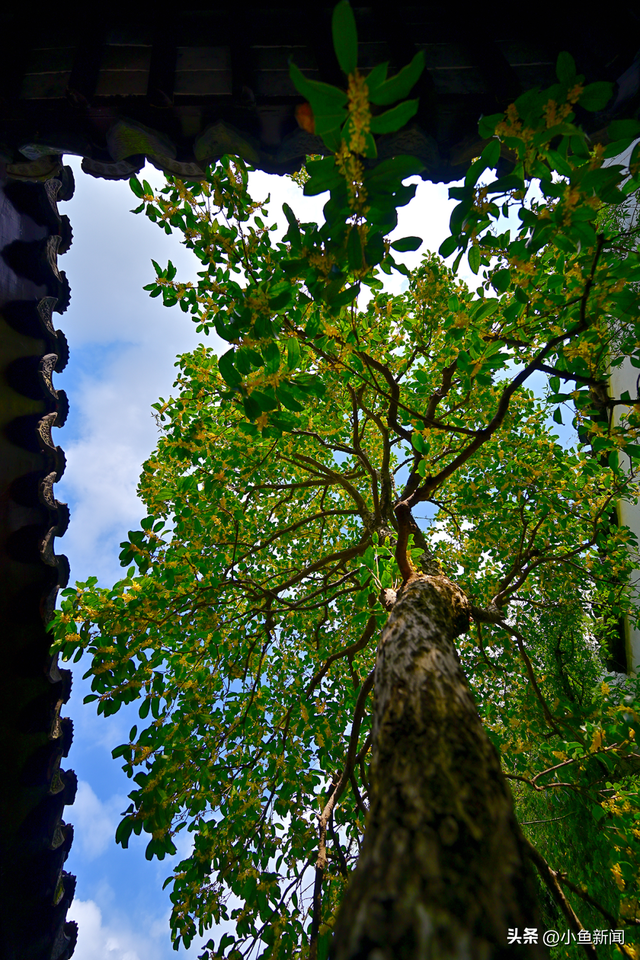 美爆了！苏州秋日大片，上新了！