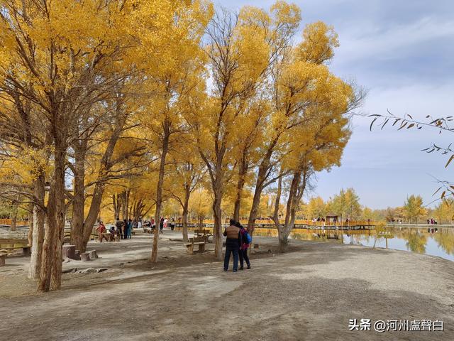 金塔胡杨林