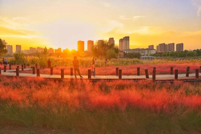 “枫”景正好！开封最美秋色已上线！