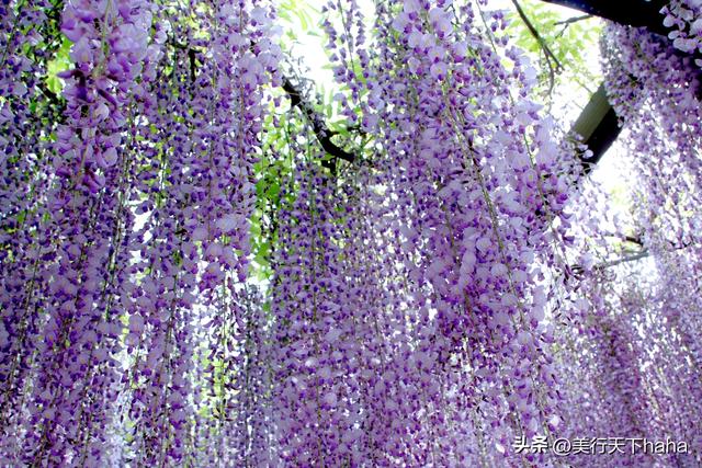 玉渊潭公园紫藤花开，诗意满满，演绎“一帘幽梦”的极致浪漫