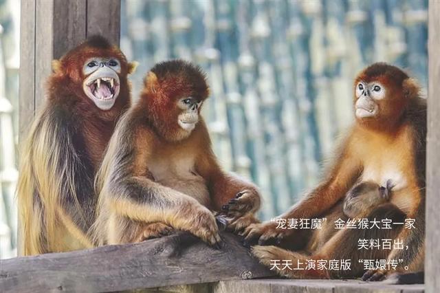 解锁大连“全龄友好型动物园”的隐藏玩法