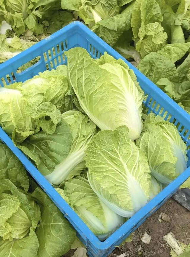 29岁儿子突发心梗离世	，家里上万斤蔬菜滞销！浙江60岁大伯绝望痛哭，短短一天后……