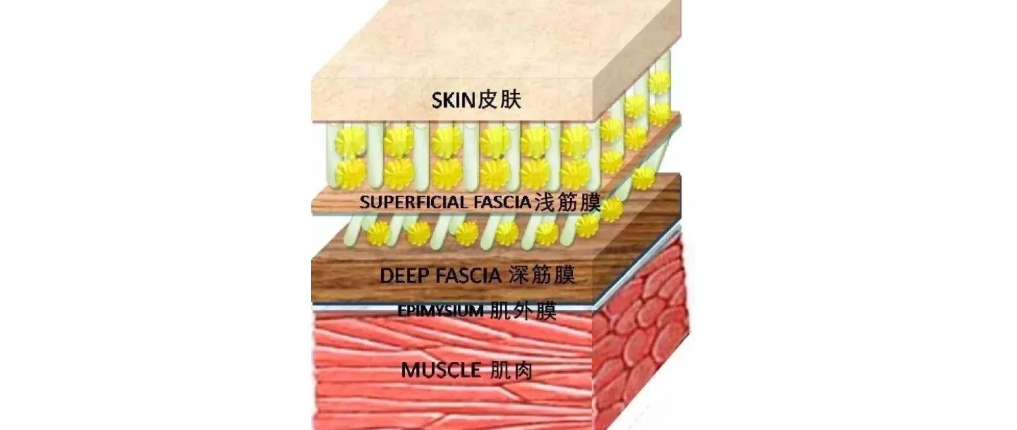 买前必看指南 | 倍益康/云麦/米家/飞利浦/海博艾斯/Artsmith六款筋膜枪PK,一文告诉你,普通筋膜枪和可变振筋膜枪区别!