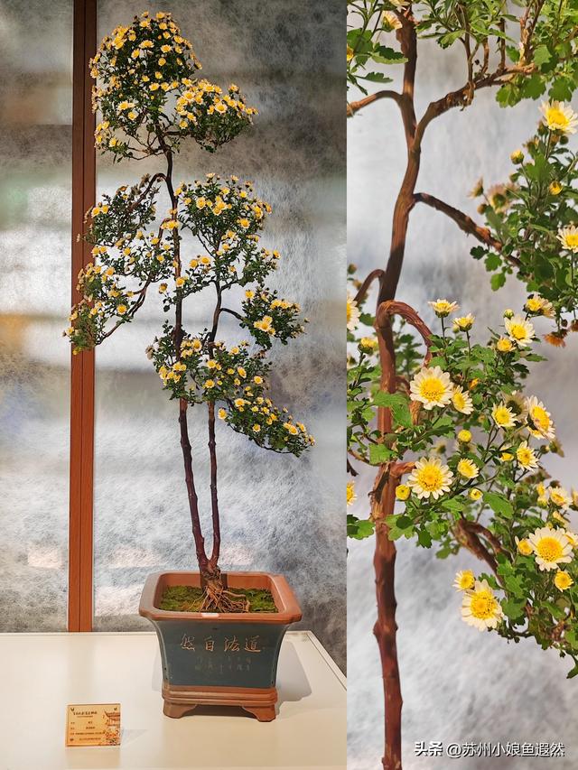 2025苏州狮子林菊展：赴一场比《甄嬛传》存菊堂更盛的秋日菊宴