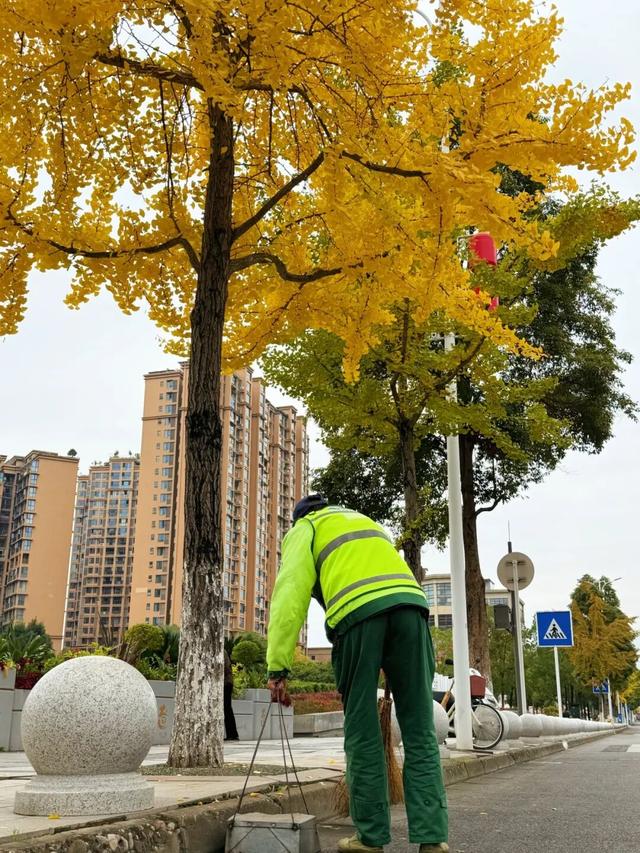 大邑银杏@你，初冬限定“金”喜，请查收！