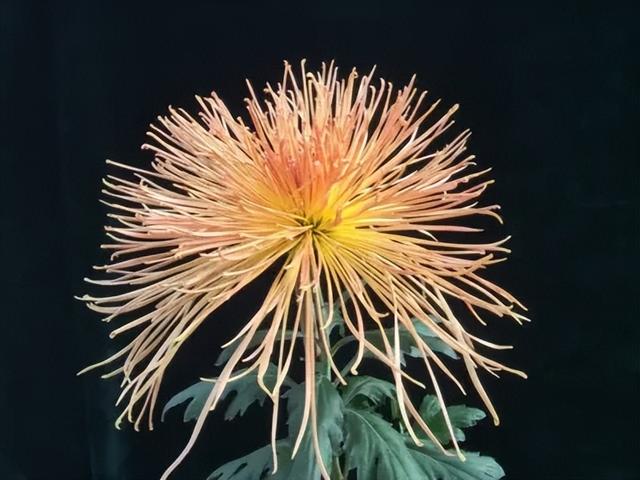 “花开北京·菊韵金秋” 2025北京菊花文化节在北海公园启幕 | 动态