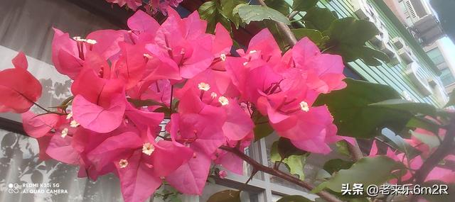 七绝 初冬游莞市公园