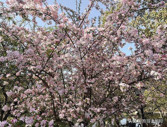 成都大爆款赏花地，垂丝海棠粉色瀑布，超级壮观，地铁直达！