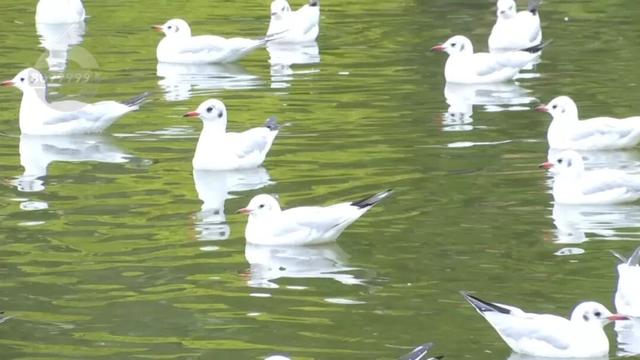 “人少不挤+暖阳鸥遇”，昆明“杀”进淡季旅游热门榜！