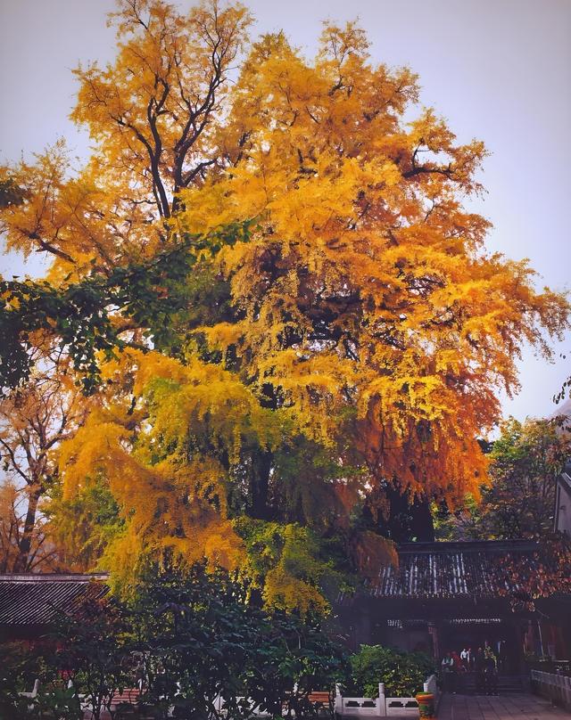 留着打卡！寺庙与千年古杏更配，每一张都是大片！
