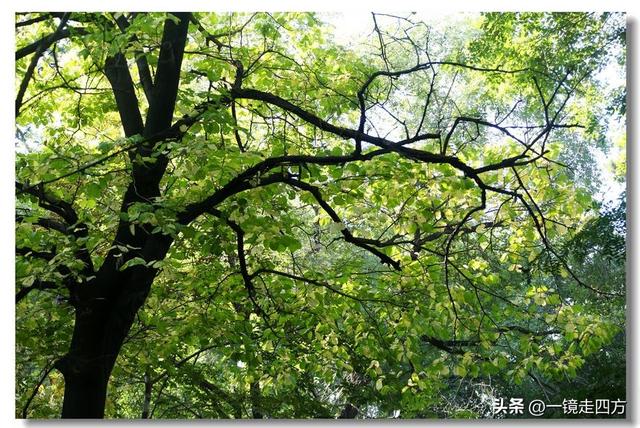 沈阳东陵郊野公园“精灵”出没