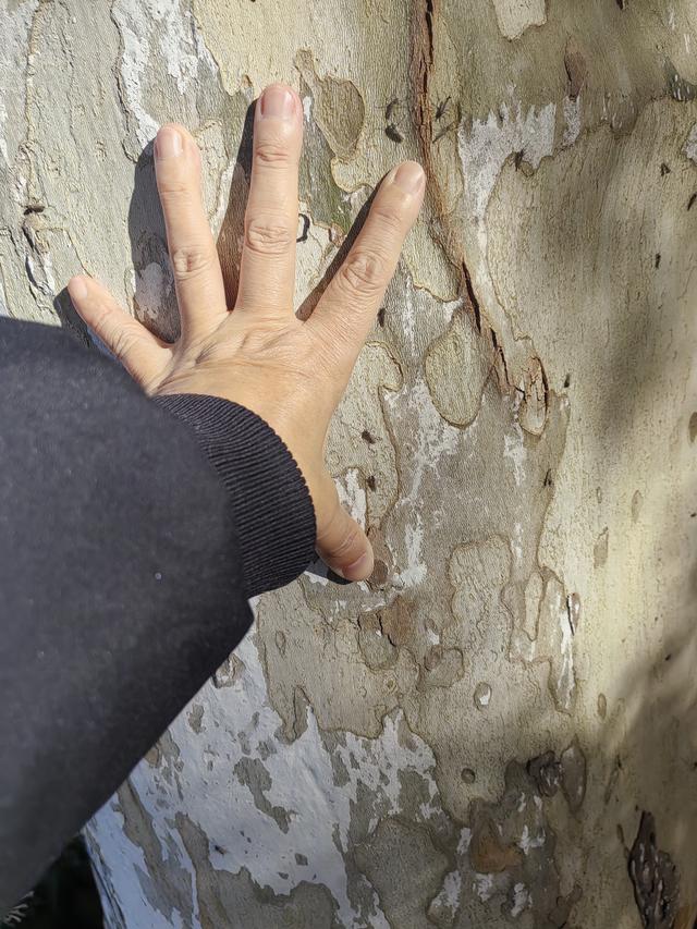 碧云天，黄叶地。秋色连波，波上寒烟翠一一玄武湖银杏迟