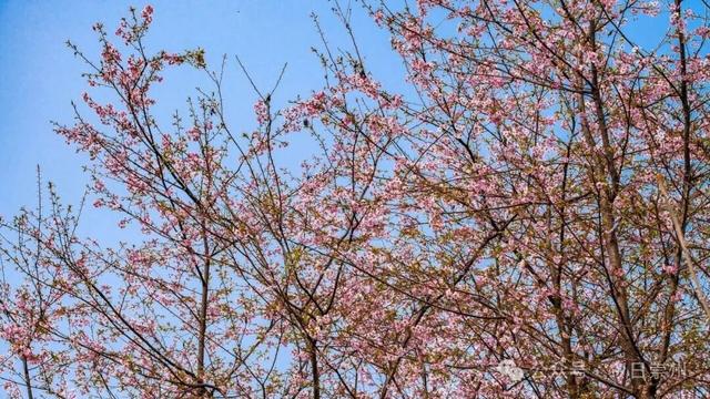 崇州的樱花，开啦！！!