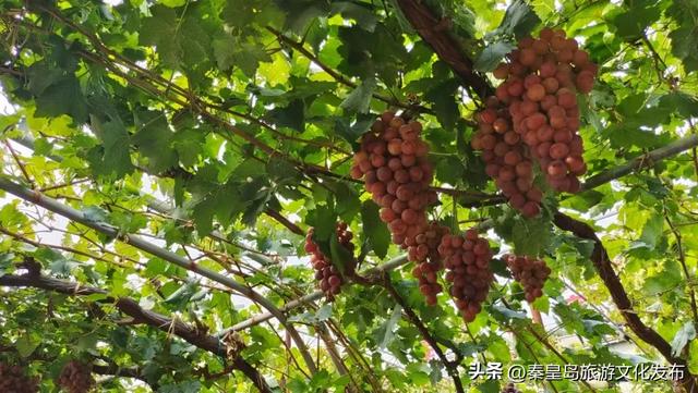 夏日特辑|体验葡萄架下的甜蜜慢生活,秦皇岛葡园采摘与红酒品鉴两日游线路!