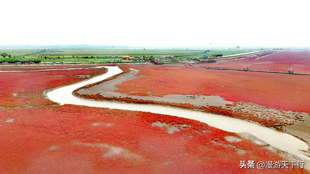 分享一个免费的红海滩，景色一点不差盘锦红海滩，