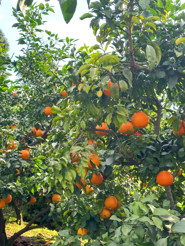 成都0.5h超小众亲子路线，登高望远摘果子，不走寻常路~