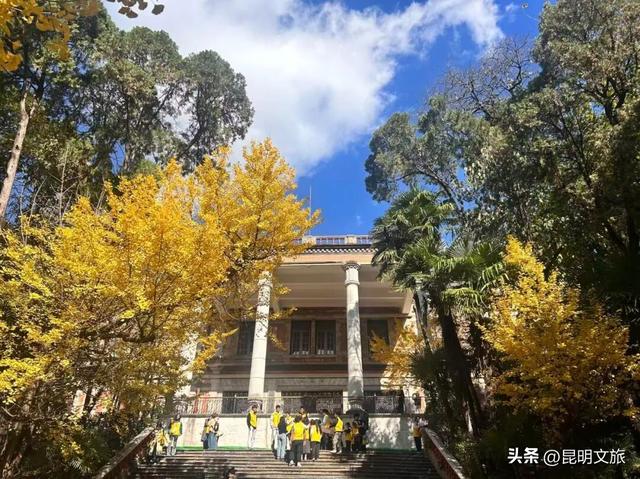 美爆！美爆！超全攻略！超出片！🤳昆明银杏黄金倒计时，抓紧时间冲~