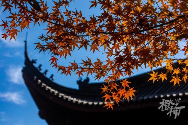 杭州最近美“枫”了，红枫和鸡爪槭还“傻傻分不清楚”？