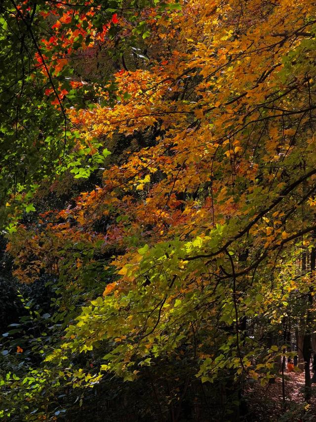 2.5万人!昆明植物园开启“人从众叕”模式,你们被枫叶刷屏了吗?