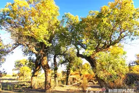 乌尔禾镇万亩胡杨林“披黄挂金”，上演生态大片图片