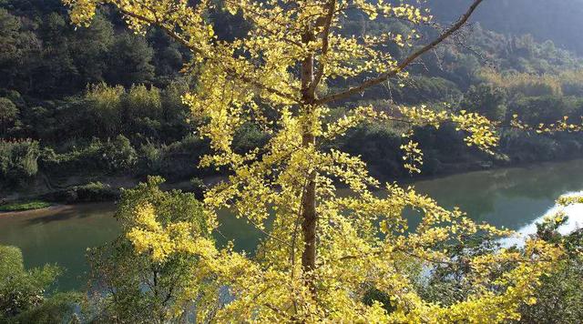 凯里版“黄金大道”将迎来观赏佳期 您的相机准备好了吗