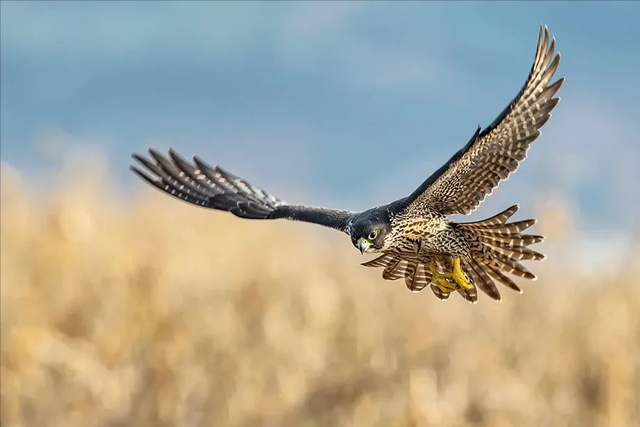 鹰隼、隼击的隼不读jí，那怎么读？隼什么意思？隼和鹰有何不同？
