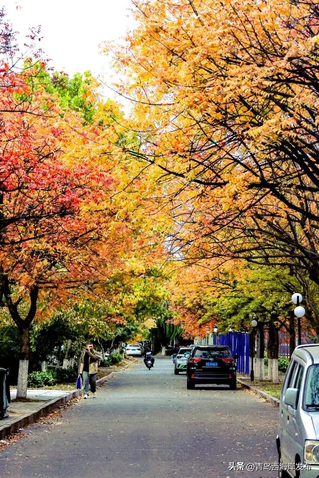 走不出这画了,我已被西海岸的秋景迷倒 🥹
