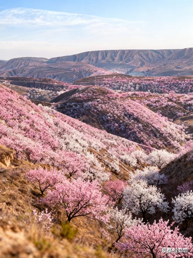 旱塬涅槃：张家塬乡，一座国家级农业主题公园的梦想
