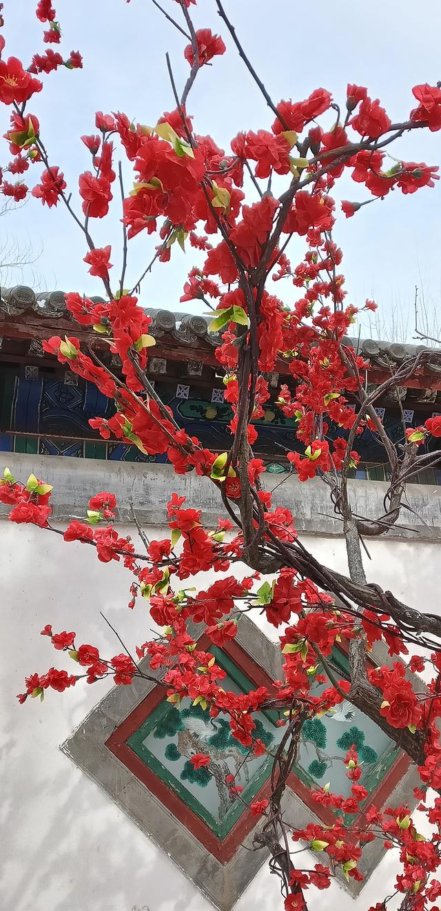 北京大观园“梅花”提早绽放 古风新春景致惊艳亮相