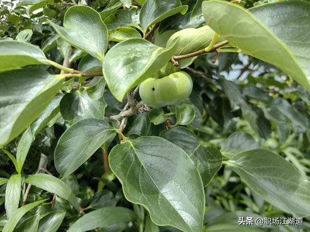 这个新村美得不像话！离上海只有一小时车程，去了还想去！