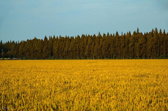 石象路银杏黄了！秋日南京必走的几条经典路线