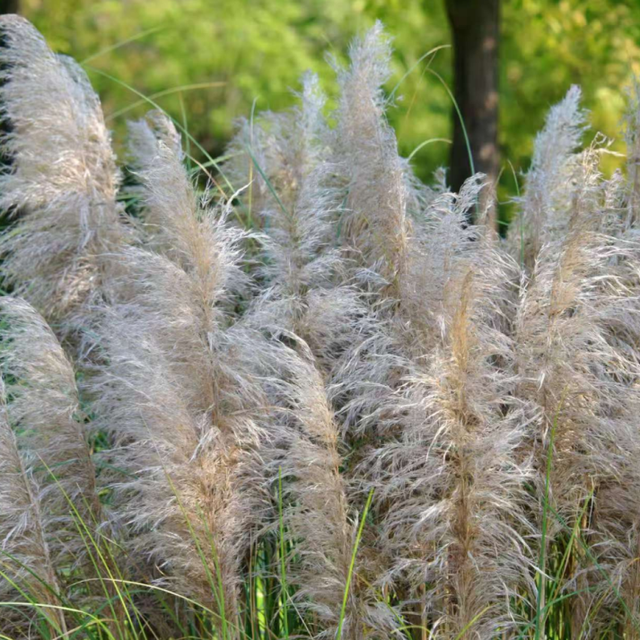 最浪漫的事，牵上“她”的手，湿地走一走