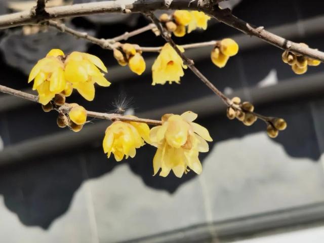暗香浮动，腊梅花开惹人醉！