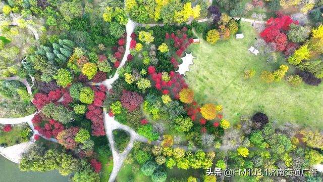 济南植物园藏着秋日顶流!这漫天红叶,正等你赴一场红焰之约
