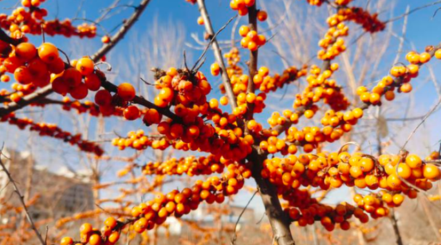 颜值变产值！青海这样点“绿”成“金”