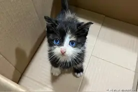 太羡慕了！女孩捡到一只蓝色眼睛的流浪玳瑁猫，颜值真是美炸了！图片