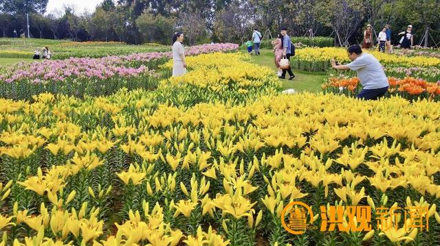 南昌凤凰沟“多彩百合海”进入盛花期添彩节假好时光