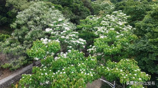 油桐飞雪倒计时!|坪山春印象