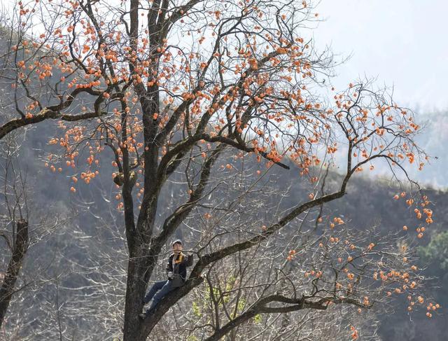 成县晚秋，是藏在秦岭南麓的色彩诗行
