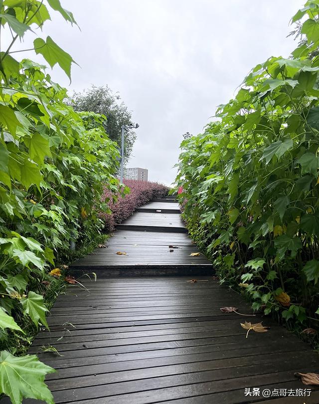 成都，最不可小看的公园，雨中超美，凉风阵阵，公共交通直达！