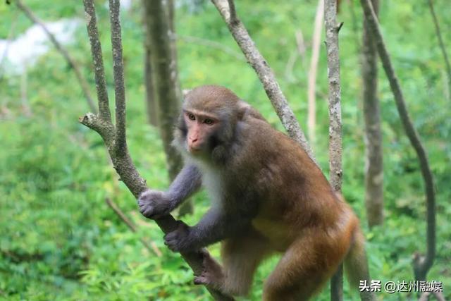 错过等一年！巴山大峡谷秋色刚开场，彩林已美成仙境！