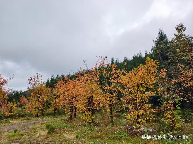 四川行(73)什邡红枫岭徒步到钟鼎寺